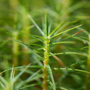 Sprossender Baerlapp gruen Lycopodium annotinum 07