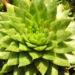 Zurück zum kompletten Bilderset Sprossender Donarsbart Blattrosette grün Sempervivum-globiferum