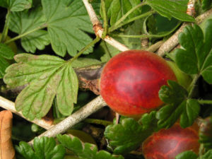 Stachelbeere Frucht gruen rot Ribes uva crispa 01