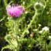 Zurück zum kompletten Bilderset Bärenklauartige Distel Blüte pink Carduus acanthoides