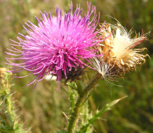 Stacheldistel Hummel Carduus acanthoides 01