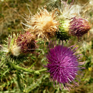 Stacheldistel Hummel Carduus acanthoides 05