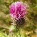Zurück zum kompletten Bilderset Weg-Distel Blüte pink Carduus acanthoides
