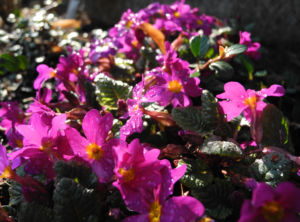 Staengellose Schluesselblume Bluete pink Primula acaulis 01
