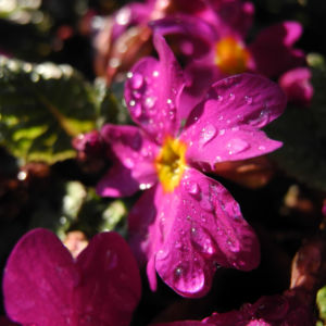 Staengellose Schluesselblume Bluete pink Primula acaulis 02