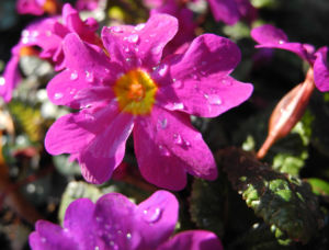 Staengellose Schluesselblume Bluete pink Primula acaulis 03