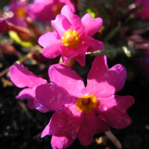 Staengellose Schluesselblume Bluete pink Primula acaulis 04