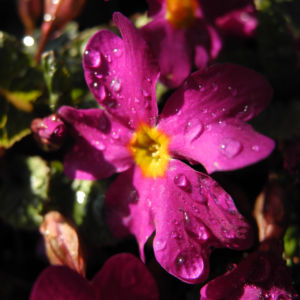 Staengellose Schluesselblume Bluete pink Primula acaulis 07