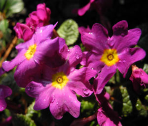 Staengellose Schluesselblume Bluete pink Primula acaulis 08