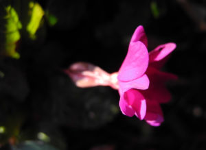 Staengellose Schluesselblume Bluete pink Primula acaulis 10