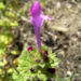 Zurück zum kompletten Bilderset Stängelumfassende Taubnessel Blüte pink Lamium amplexicaule