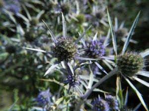 Stahlblaue Mannstreu Bluete lila Eryngium amethystinum 01