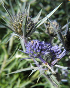 Stahlblaue Mannstreu Bluete lila Eryngium amethystinum 07