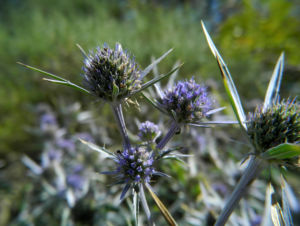 Stahlblaue Mannstreu Bluete lila Eryngium amethystinum 08