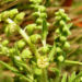 Zurück zum kompletten Bilderset Stauden Ambrose Blüte grünlich - Ambrosia coronopifolia