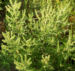 Zurück zum kompletten Bilderset Stauden Ambrosie Blüte - Ambrosia coronopifolia
