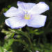 Zurück zum kompletten Bilderset Stauden-Lein Blüte blau Linum perenne