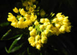 Bild:  Stechdornblättrige Mahonie Blüte gelb Mahonia aquifolium