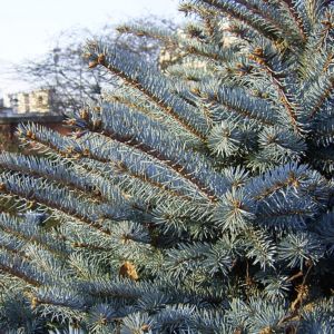 Stechfichte Picea pungens 04