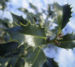 Zurück zum kompletten Bilderset Stechpalme Blatt dunkelgrün Frucht rot Ilex aquifolium