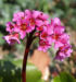 Zurück zum kompletten Bilderset Riesensteinbrech Bergenie Blüte rot Bergenia cordifolia