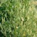 Zurück zum kompletten Bilderset Weißer Steinklee Blüte weiß Melilotus albus