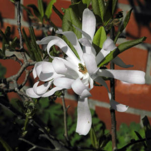 Stern Magnolie Bluete weiß Magnolia stellata 01