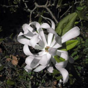 Stern Magnolie Bluete weiß Magnolia stellata 06