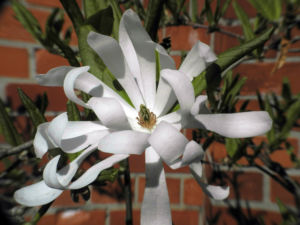 Stern Magnolie Bluete weiß Magnolia stellata 08