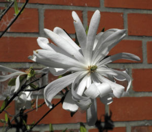 Stern Magnolie Bluete weiß Magnolia stellata 15