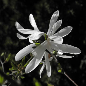 Stern Magnolie Bluete weiß Magnolia stellata 19