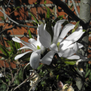Stern Magnolie Bluete weiß Magnolia stellata 22
