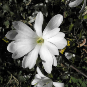 Stern Magnolie Bluete weiß Magnolia stellata 23