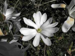Stern Magnolie Bluete weiß Magnolia stellata 26