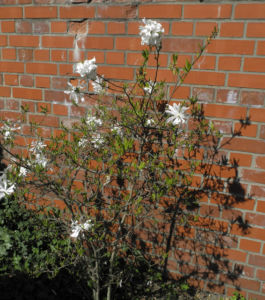 Stern Magnolie Strauch Magnolia stellata 01