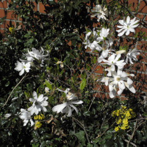 Stern Magnolie Strauch Magnolia stellata 02