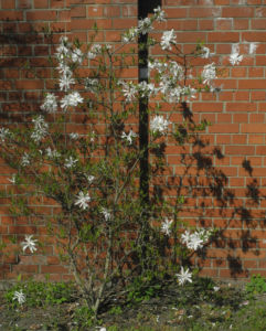 Stern Magnolie Strauch Magnolia stellata 04