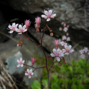 Stern Steinbrech Bluete weiss pink Saxifraga stellaris 08