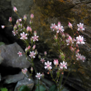 Stern Steinbrech Bluete weiss pink Saxifraga stellaris 09