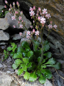 Stern Steinbrech Bluete weiss pink Saxifraga stellaris 10