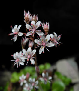 Stern Steinbrech Bluete weiss pink Saxifraga stellaris 13