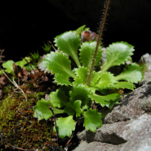 Stern Steinbrech Bluete weiss pink Saxifraga stellaris 15