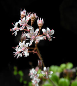 Stern Steinbrech Bluete weiss pink Saxifraga stellaris 18