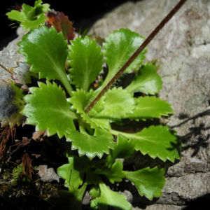 Stern Steinbrech Bluete weiss pink Saxifraga stellaris 20
