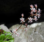 Bild:  Stern-Steinbrech Blüte weiß pink Saxifraga stellaris