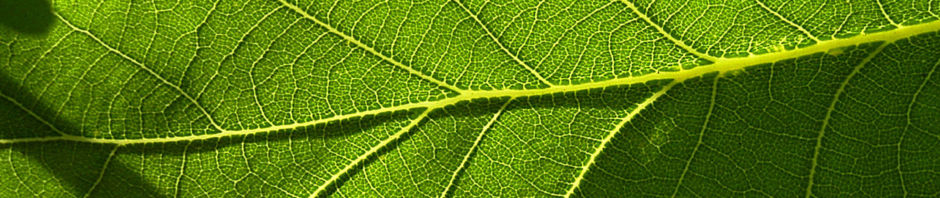 stieleiche-blatt-gruen-quercus-robur