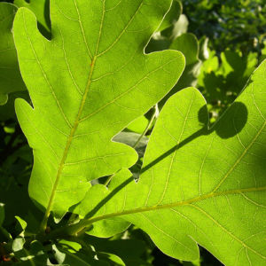 Stiel Eiche Blatt Quercus robur 03