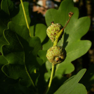 Stiel Eiche Blatt Quercus robur 05