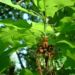Zurück zum kompletten Bilderset Stieleiche Blüte grün Quercus robur