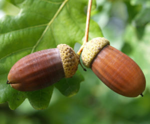 Stiel Eiche Eichel braun Blatt gruen Quercus robur 01